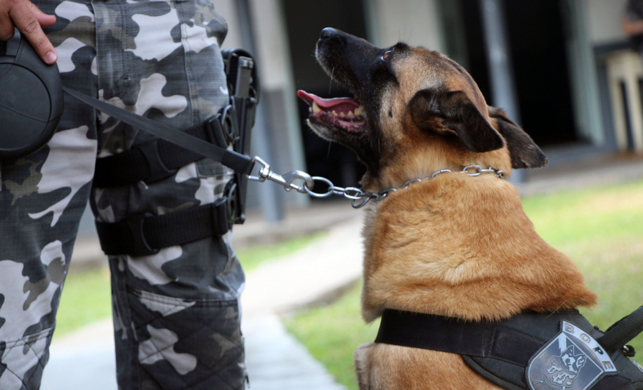 Lótus, Kira e Loba viveram uma grande história na Companhia de Operações com Cães (COC) do Batalhão de Operações Especiais (BOPE) ao longo de quase 9 anos de atividade