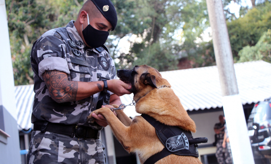Lótus, Kira e Loba viveram uma grande história na Companhia de Operações com Cães (COC) do Batalhão de Operações Especiais (BOPE) ao longo de quase 9 anos de atividade