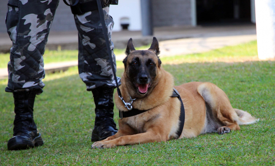 Lótus, Kira e Loba viveram uma grande história na Companhia de Operações com Cães (COC) do Batalhão de Operações Especiais (BOPE) ao longo de quase 9 anos de atividade