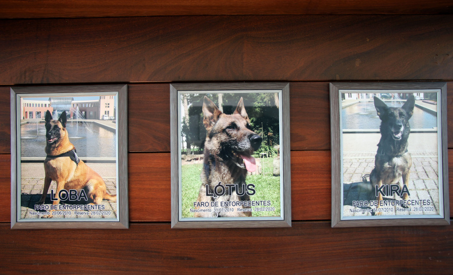 Lótus, Kira e Loba viveram uma grande história na Companhia de Operações com Cães (COC) do Batalhão de Operações Especiais (BOPE) ao longo de quase 9 anos de atividade