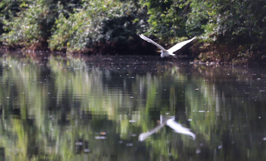 Municípios recebem atendimento virtual sobre o ICMS Ecológico. Foto: José Fernando Ogura/AEN