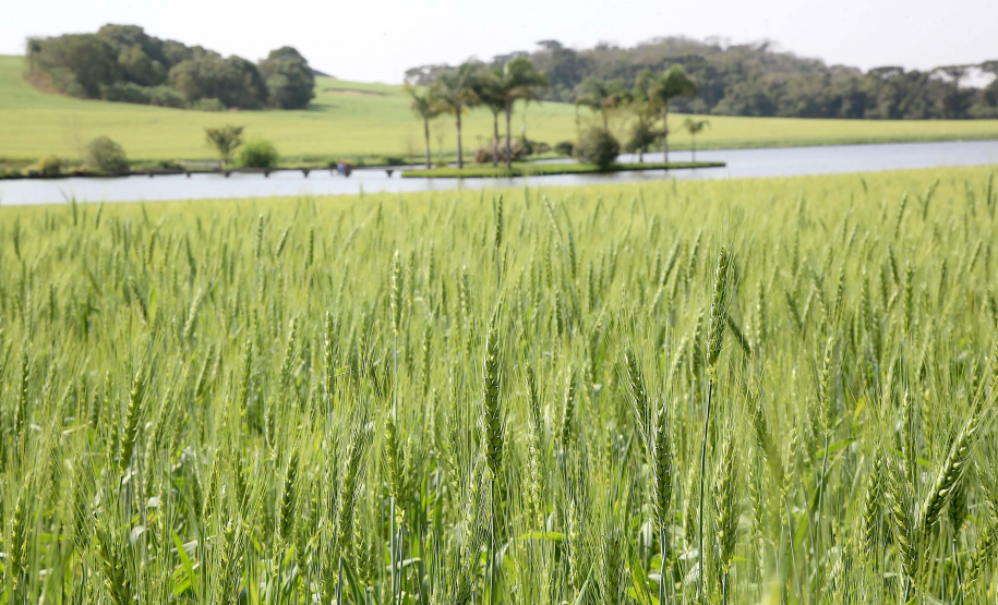 Foto: Jaelson Lucas/AEN