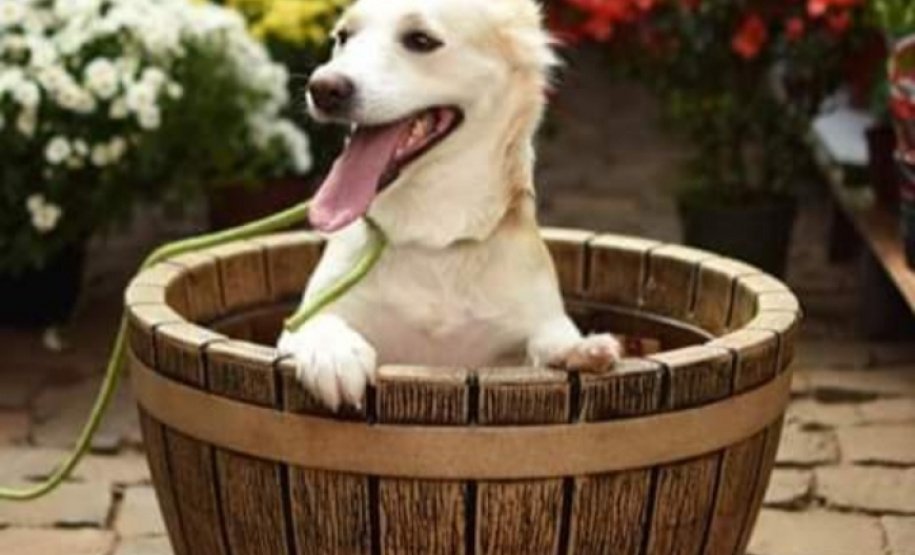 Foto: ADAC Chopinzinho