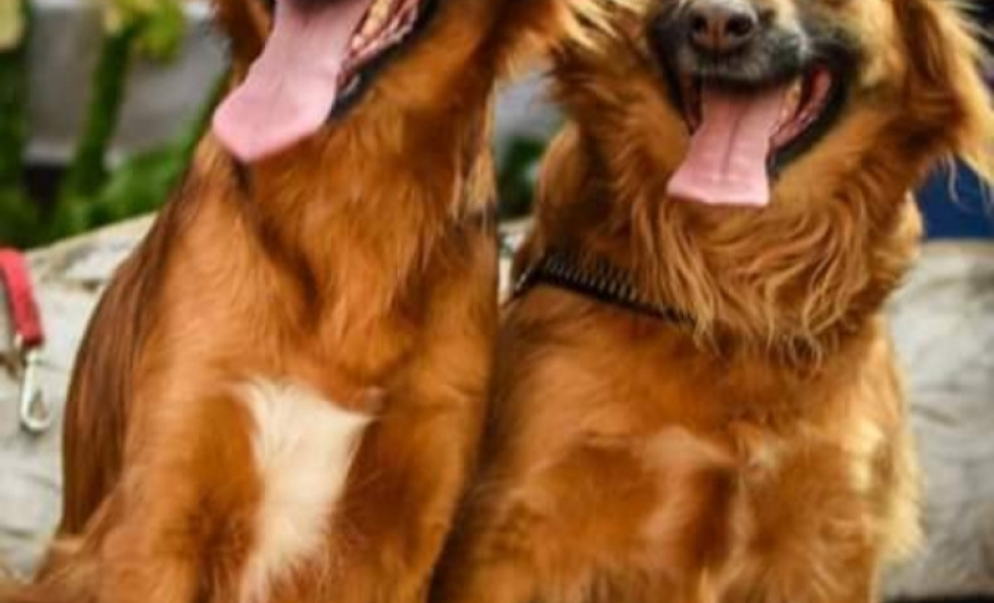 Com o objetivo de ajudar a área de proteção animal, também prejudicada pela pandemia da Covid-19, o Governo do Estado e entidades vão realizar em 23 de maio, a partir das 19 horas, o Leilão Pró-animal. Todo o recurso angariado será destinado à compra de ração para entidades de proteção animal. Os itens leiloados estarão disponíveis no site http://www.hkleiloes.com.br.Foto: ADAC Chopinzinho