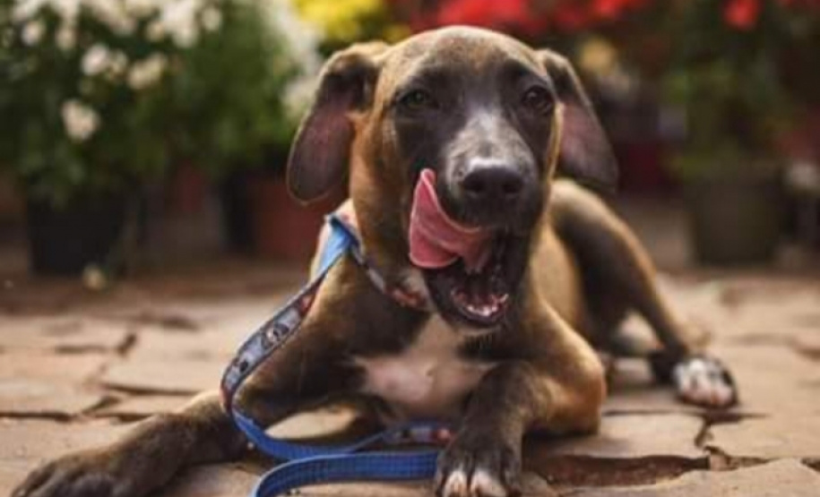 Com o objetivo de ajudar a área de proteção animal, também prejudicada pela pandemia da Covid-19, o Governo do Estado e entidades vão realizar em 23 de maio, a partir das 19 horas, o Leilão Pró-animal. Todo o recurso angariado será destinado à compra de ração para entidades de proteção animal. Os itens leiloados estarão disponíveis no site http://www.hkleiloes.com.br.Foto: ADAC Chopinzinho