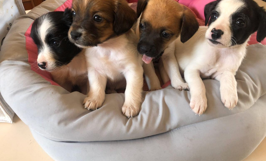 Com o objetivo de ajudar a área de proteção animal, também prejudicada pela pandemia da Covid-19, o Governo do Estado e entidades vão realizar em 23 de maio, a partir das 19 horas, o Leilão Pró-animal. Todo o recurso angariado será destinado à compra de ração para entidades de proteção animal. Os itens leiloados estarão disponíveis no site http://www.hkleiloes.com.br.Foto: ONG Amiigo Animal. - Curitiba