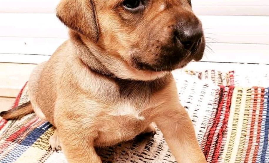 Com o objetivo de ajudar a área de proteção animal, também prejudicada pela pandemia da Covid-19, o Governo do Estado e entidades vão realizar em 23 de maio, a partir das 19 horas, o Leilão Pró-animal. Todo o recurso angariado será destinado à compra de ração para entidades de proteção animal. Os itens leiloados estarão disponíveis no site http://www.hkleiloes.com.br.Foto: ONG Amiigo Animal. - Curitiba