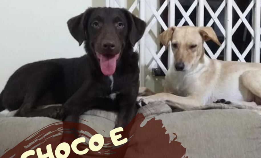 Com o objetivo de ajudar a área de proteção animal, também prejudicada pela pandemia da Covid-19, o Governo do Estado e entidades vão realizar em 23 de maio, a partir das 19 horas, o Leilão Pró-animal. Todo o recurso angariado será destinado à compra de ração para entidades de proteção animal. Os itens leiloados estarão disponíveis no site http://www.hkleiloes.com.br.Foto: ONG Amiigo Animal. - Curitiba