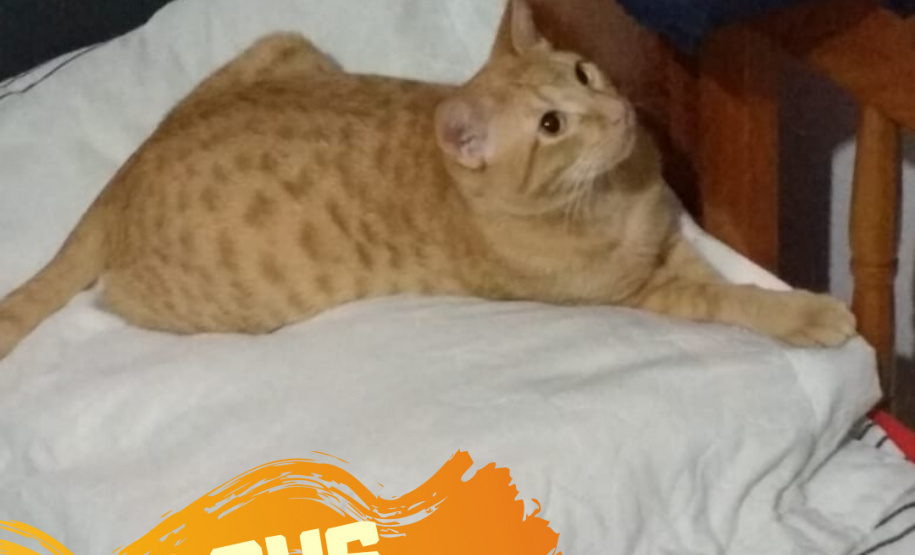 Foto: ONG Amiigo Animal. - Curitiba