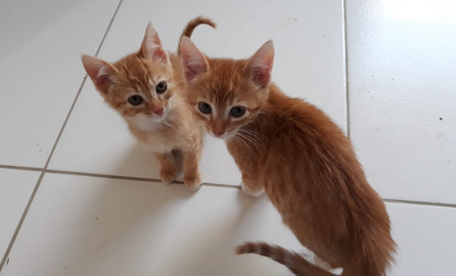 Foto: ONG Amiigo Animal. - Curitiba