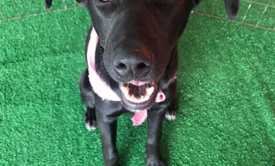 Com o objetivo de ajudar a área de proteção animal, também prejudicada pela pandemia da Covid-19, o Governo do Estado e entidades vão realizar em 23 de maio, a partir das 19 horas, o Leilão Pró-animal. Todo o recurso angariado será destinado à compra de ração para entidades de proteção animal. Os itens leiloados estarão disponíveis no site http://www.hkleiloes.com.br.Foto: ONG Amiigo Animal. - Curitiba