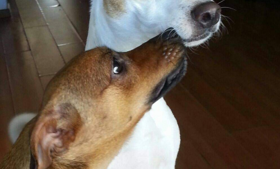 Foto: ONG Amiigo Animal. - Curitiba