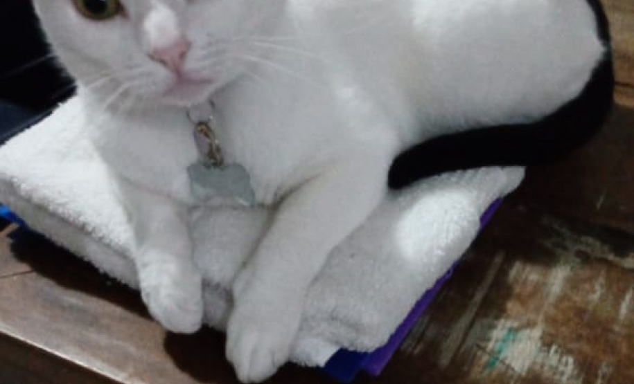 Foto: ONG Amiigo Animal. - Curitiba