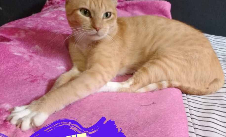 Foto: ONG Amiigo Animal. - Curitiba