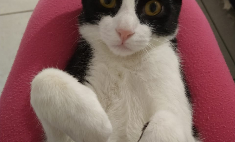 Com o objetivo de ajudar a área de proteção animal, também prejudicada pela pandemia da Covid-19, o Governo do Estado e entidades vão realizar em 23 de maio, a partir das 19 horas, o Leilão Pró-animal. Todo o recurso angariado será destinado à compra de ração para entidades de proteção animal. Os itens leiloados estarão disponíveis no site http://www.hkleiloes.com.br.Foto: ONG Amiigo Animal. - Curitiba