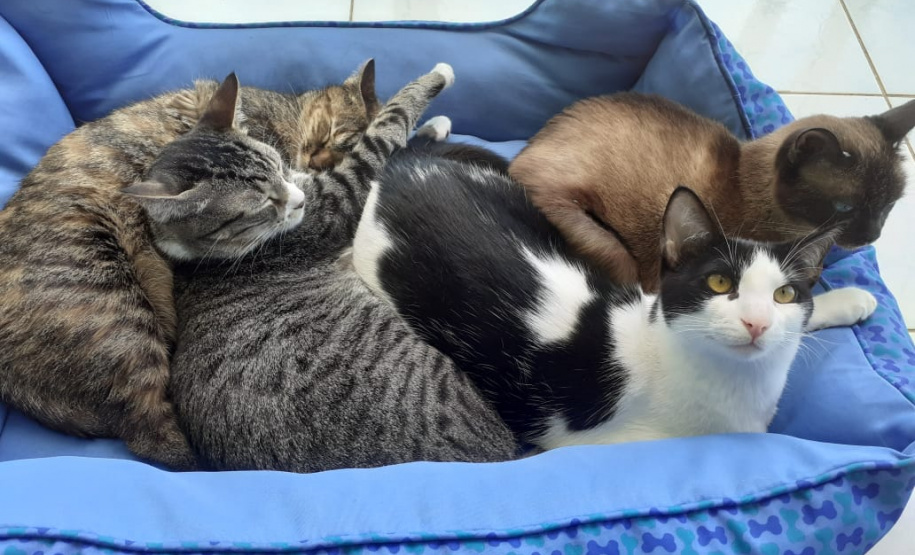 Com o objetivo de ajudar a área de proteção animal, também prejudicada pela pandemia da Covid-19, o Governo do Estado e entidades vão realizar em 23 de maio, a partir das 19 horas, o Leilão Pró-animal. Todo o recurso angariado será destinado à compra de ração para entidades de proteção animal. Os itens leiloados estarão disponíveis no site http://www.hkleiloes.com.br.Foto: ONG Amiigo Animal. - Curitiba