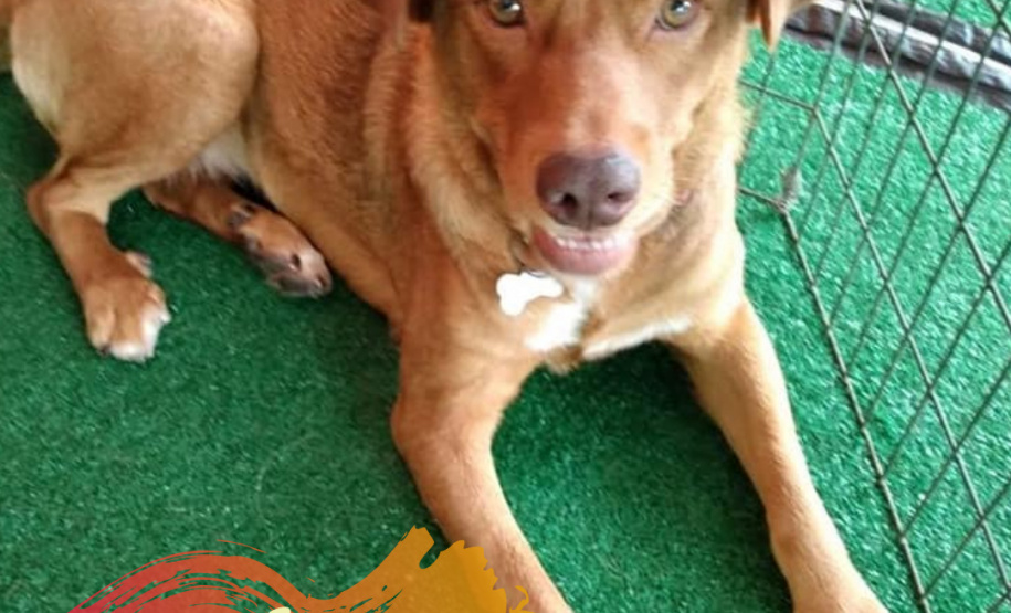 Com o objetivo de ajudar a área de proteção animal, também prejudicada pela pandemia da Covid-19, o Governo do Estado e entidades vão realizar em 23 de maio, a partir das 19 horas, o Leilão Pró-animal. Todo o recurso angariado será destinado à compra de ração para entidades de proteção animal. Os itens leiloados estarão disponíveis no site http://www.hkleiloes.com.br.Foto: ONG Amiigo Animal. - Curitiba