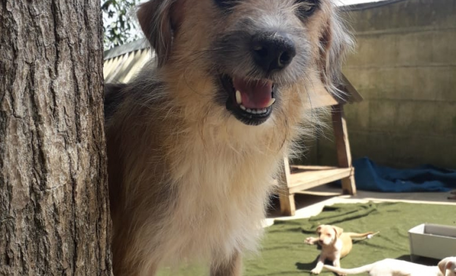 Com o objetivo de ajudar a área de proteção animal, também prejudicada pela pandemia da Covid-19, o Governo do Estado e entidades vão realizar em 23 de maio, a partir das 19 horas, o Leilão Pró-animal. Todo o recurso angariado será destinado à compra de ração para entidades de proteção animal. Os itens leiloados estarão disponíveis no site http://www.hkleiloes.com.br.Foto: ONG Amiigo Animal. - Curitiba