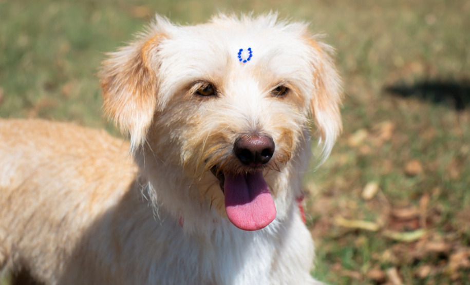 Foto: ONG Bicho Bom - Terra Rica