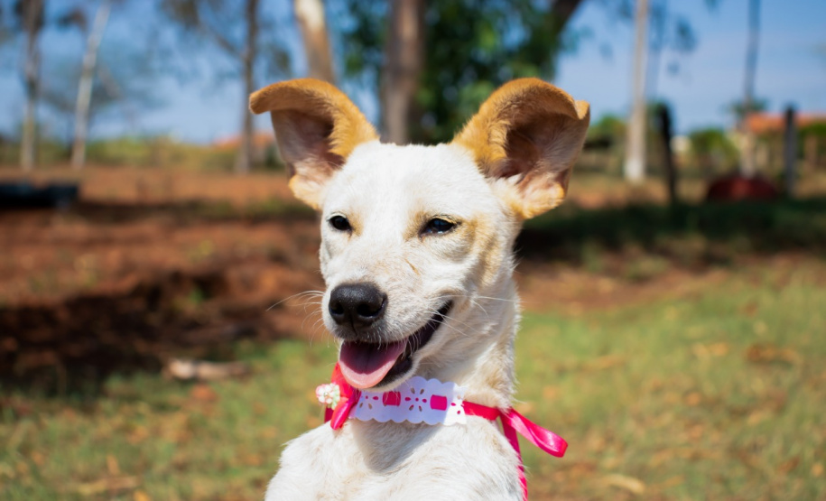 Com o objetivo de ajudar a área de proteção animal, também prejudicada pela pandemia da Covid-19, o Governo do Estado e entidades vão realizar em 23 de maio, a partir das 19 horas, o Leilão Pró-animal. Todo o recurso angariado será destinado à compra de ração para entidades de proteção animal. Os itens leiloados estarão disponíveis no site http://www.hkleiloes.com.br.Foto: ONG Bicho Bom - Terra Rica