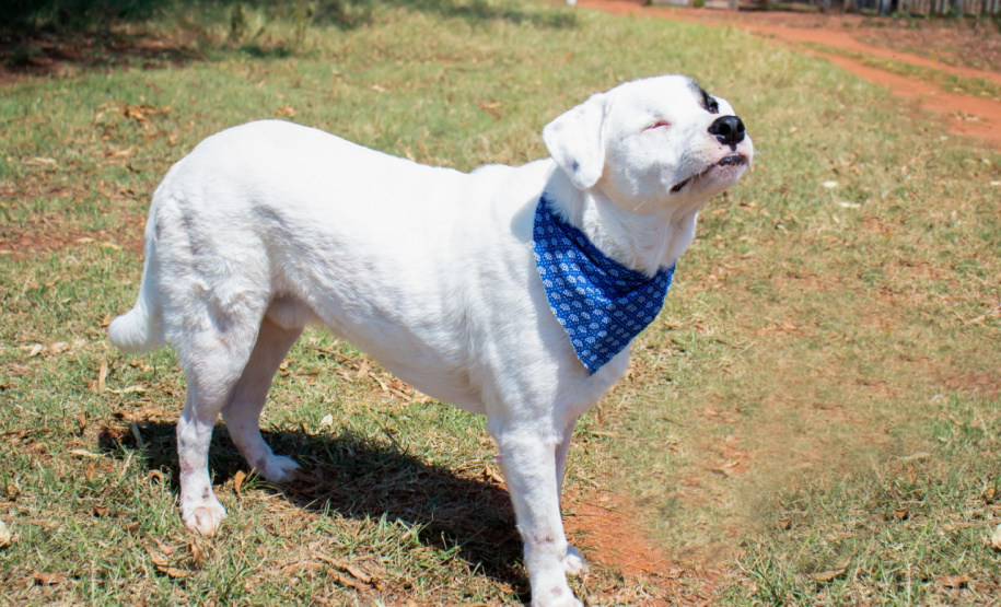 Com o objetivo de ajudar a área de proteção animal, também prejudicada pela pandemia da Covid-19, o Governo do Estado e entidades vão realizar em 23 de maio, a partir das 19 horas, o Leilão Pró-animal. Todo o recurso angariado será destinado à compra de ração para entidades de proteção animal. Os itens leiloados estarão disponíveis no site http://www.hkleiloes.com.br.Foto: ONG Bicho Bom - Terra Rica