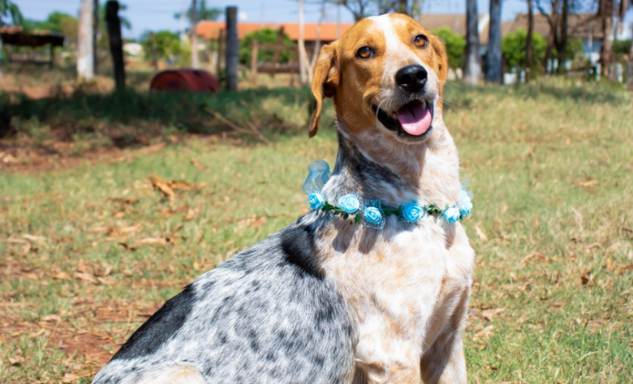 Com o objetivo de ajudar a área de proteção animal, também prejudicada pela pandemia da Covid-19, o Governo do Estado e entidades vão realizar em 23 de maio, a partir das 19 horas, o Leilão Pró-animal. Todo o recurso angariado será destinado à compra de ração para entidades de proteção animal. Os itens leiloados estarão disponíveis no site http://www.hkleiloes.com.br.Foto: ONG Bicho Bom - Terra Rica