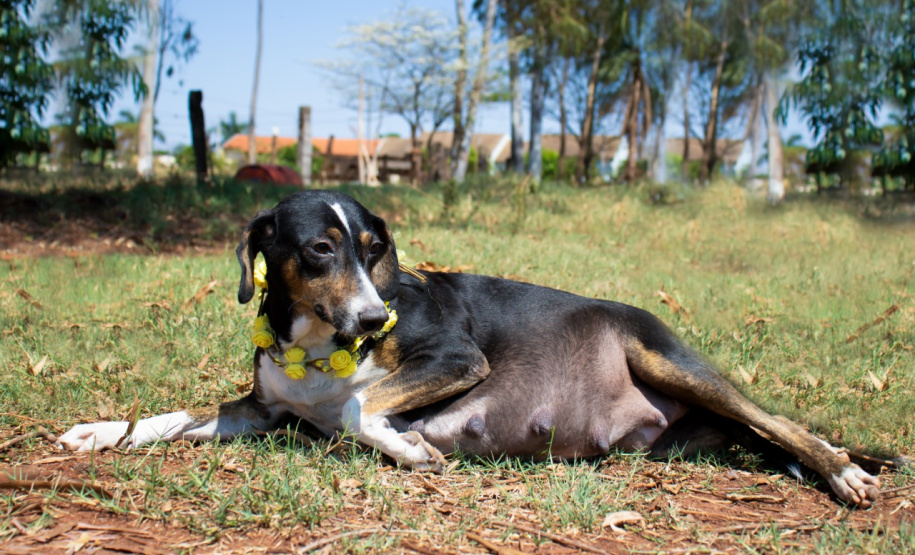 Foto: ONG Bicho Bom - Terra Rica