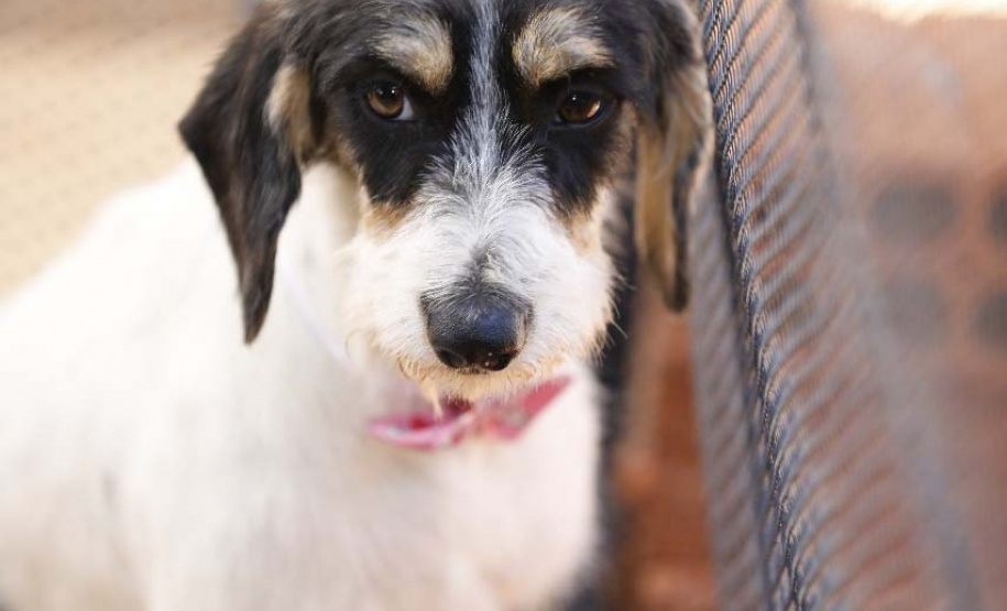 Com o objetivo de ajudar a área de proteção animal, também prejudicada pela pandemia da Covid-19, o Governo do Estado e entidades vão realizar em 23 de maio, a partir das 19 horas, o Leilão Pró-animal. Todo o recurso angariado será destinado à compra de ração para entidades de proteção animal. Os itens leiloados estarão disponíveis no site http://www.hkleiloes.com.br.Foto: ONG Bicho Bom - Terra Rica