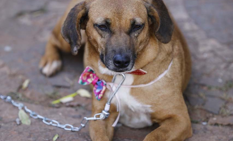 Com o objetivo de ajudar a área de proteção animal, também prejudicada pela pandemia da Covid-19, o Governo do Estado e entidades vão realizar em 23 de maio, a partir das 19 horas, o Leilão Pró-animal. Todo o recurso angariado será destinado à compra de ração para entidades de proteção animal. Os itens leiloados estarão disponíveis no site http://www.hkleiloes.com.br.Foto: ONG Bicho Bom - Terra Rica