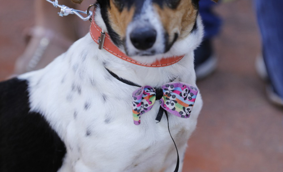 Com o objetivo de ajudar a área de proteção animal, também prejudicada pela pandemia da Covid-19, o Governo do Estado e entidades vão realizar em 23 de maio, a partir das 19 horas, o Leilão Pró-animal. Todo o recurso angariado será destinado à compra de ração para entidades de proteção animal. Os itens leiloados estarão disponíveis no site http://www.hkleiloes.com.br.Foto: ONG Bicho Bom - Terra Rica