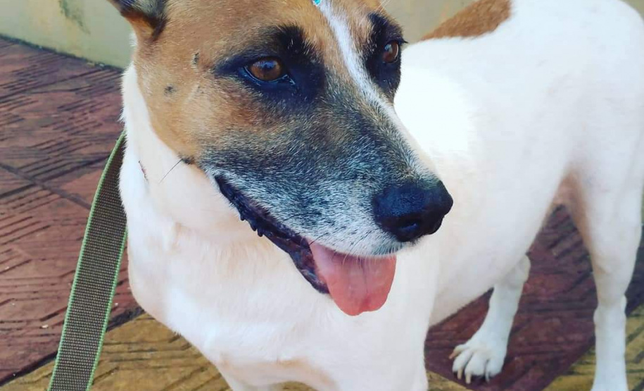 Com o objetivo de ajudar a área de proteção animal, também prejudicada pela pandemia da Covid-19, o Governo do Estado e entidades vão realizar em 23 de maio, a partir das 19 horas, o Leilão Pró-animal. Todo o recurso angariado será destinado à compra de ração para entidades de proteção animal. Os itens leiloados estarão disponíveis no site http://www.hkleiloes.com.br.Foto: ONG Corbélia Proteção Animal