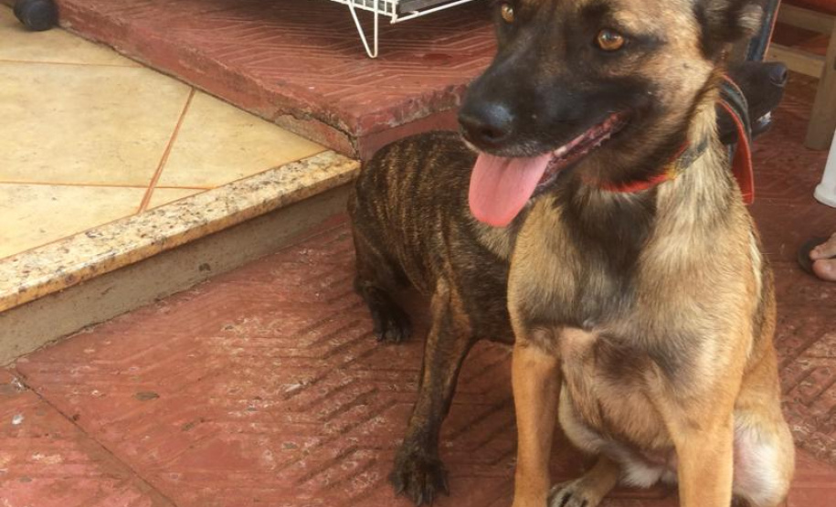 Foto: ONG Corbélia Proteção Animal