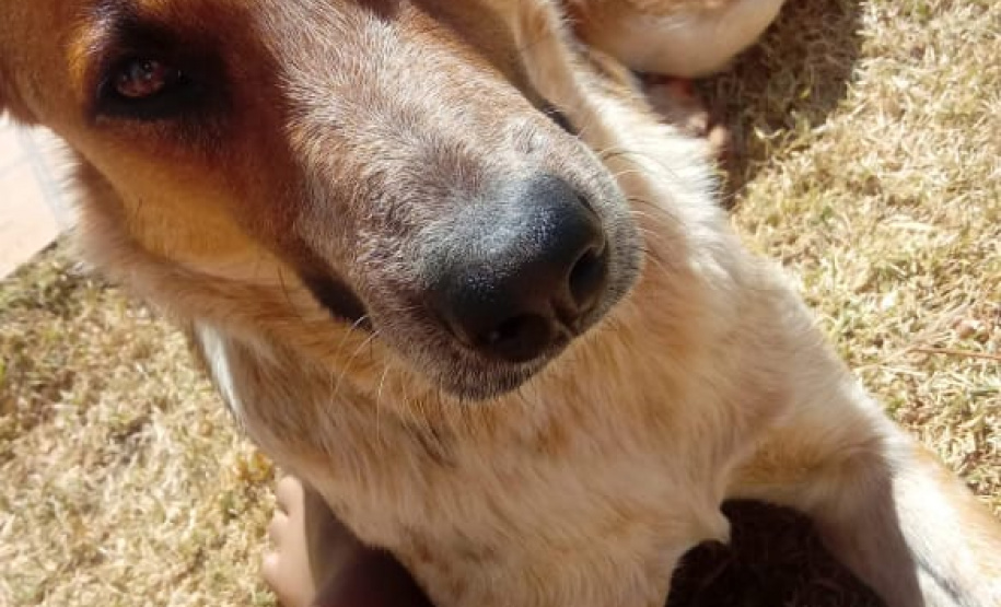 Foto: ONG Corbélia Proteção Animal