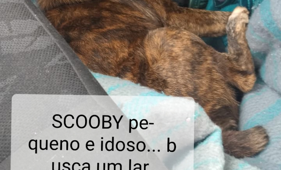 Foto: ONG Corbélia Proteção Animal