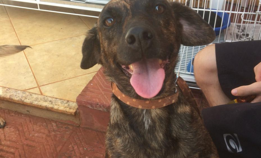 Foto: ONG Corbélia Proteção Animal