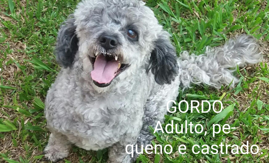 Foto: ONG Corbélia Proteção Animal