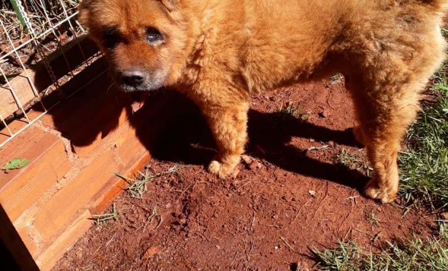 Foto: ONG Corbélia Proteção Animal