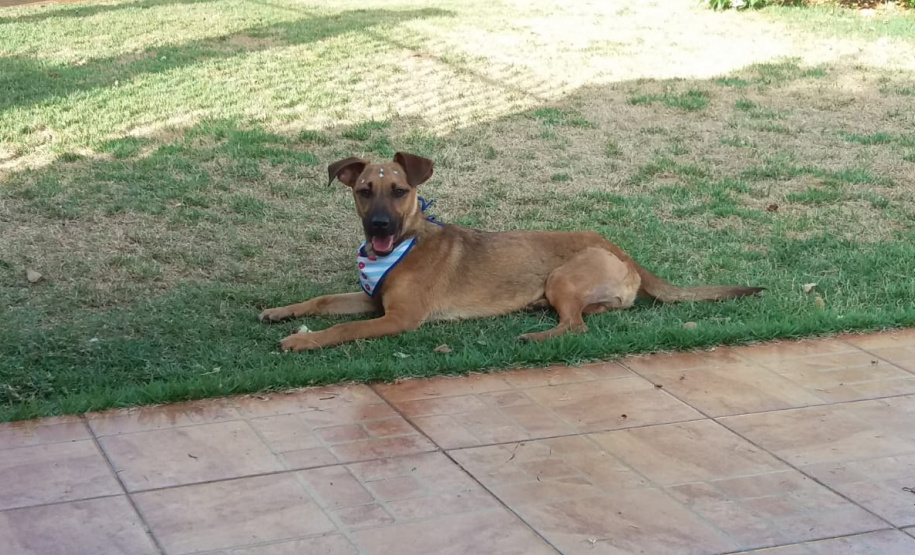 Com o objetivo de ajudar a área de proteção animal, também prejudicada pela pandemia da Covid-19, o Governo do Estado e entidades vão realizar em 23 de maio, a partir das 19 horas, o Leilão Pró-animal. Todo o recurso angariado será destinado à compra de ração para entidades de proteção animal. Os itens leiloados estarão disponíveis no site http://www.hkleiloes.com.br.Foto: ONG Corbélia Proteção Animal