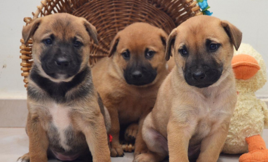 Com o objetivo de ajudar a área de proteção animal, também prejudicada pela pandemia da Covid-19, o Governo do Estado e entidades vão realizar em 23 de maio, a partir das 19 horas, o Leilão Pró-animal. Todo o recurso angariado será destinado à compra de ração para entidades de proteção animal. Os itens leiloados estarão disponíveis no site http://www.hkleiloes.com.br.Foto: ONG Amparo - Marechal Cândido London