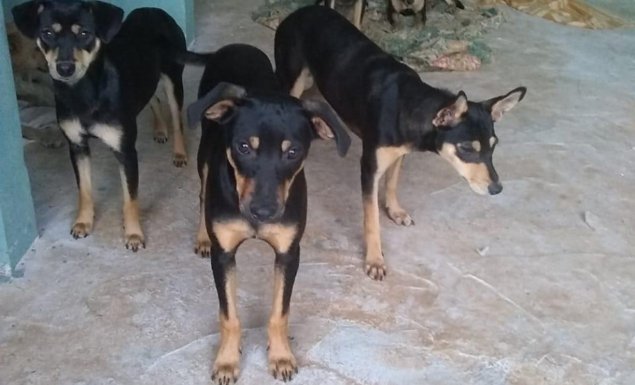 Com o objetivo de ajudar a área de proteção animal, também prejudicada pela pandemia da Covid-19, o Governo do Estado e entidades vão realizar em 23 de maio, a partir das 19 horas, o Leilão Pró-animal. Todo o recurso angariado será destinado à compra de ração para entidades de proteção animal. Os itens leiloados estarão disponíveis no site http://www.hkleiloes.com.br.Foto: ONG Amparo - Marechal Cândido London