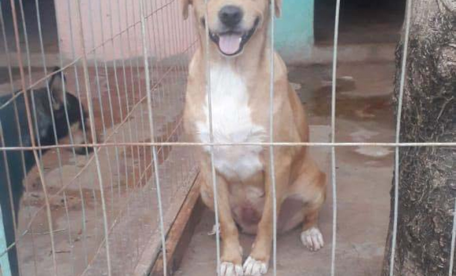 Com o objetivo de ajudar a área de proteção animal, também prejudicada pela pandemia da Covid-19, o Governo do Estado e entidades vão realizar em 23 de maio, a partir das 19 horas, o Leilão Pró-animal. Todo o recurso angariado será destinado à compra de ração para entidades de proteção animal. Os itens leiloados estarão disponíveis no site http://www.hkleiloes.com.br.Foto: ONG Amparo - Marechal Cândido London