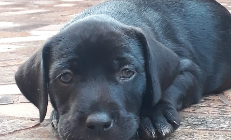 Com o objetivo de ajudar a área de proteção animal, também prejudicada pela pandemia da Covid-19, o Governo do Estado e entidades vão realizar em 23 de maio, a partir das 19 horas, o Leilão Pró-animal. Todo o recurso angariado será destinado à compra de ração para entidades de proteção animal. Os itens leiloados estarão disponíveis no site http://www.hkleiloes.com.br.Foto: ONG SPA - Uraí