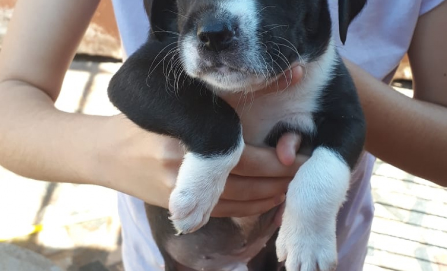 Foto: ONG SPA - Uraí