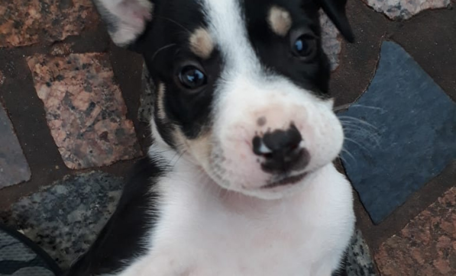 Foto: ONG SPA - Uraí