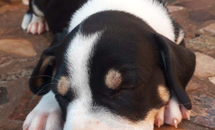 Foto: ONG SPA - Uraí