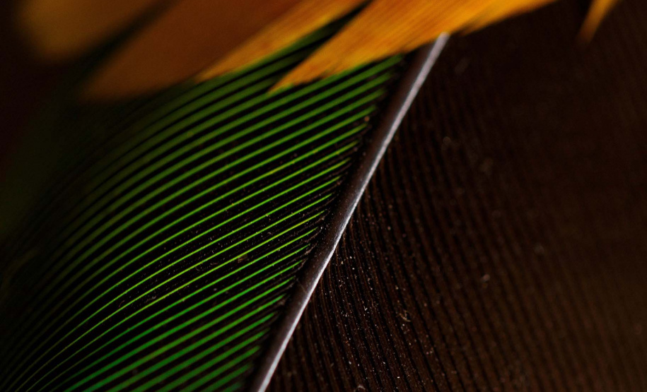 Museu Paranaense promove simpósio virtual sobre arte indígena. Foto: Mariana Alves