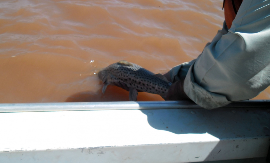 A iniciativa visa proteger as espécies de peixes, em especial as existentes nos corpos hídricos afetados pela seca. O retorno será permitido quando os rios atingirem a cota hídrica para dispersão de cardumes e navegabilidade. Foto: IAP