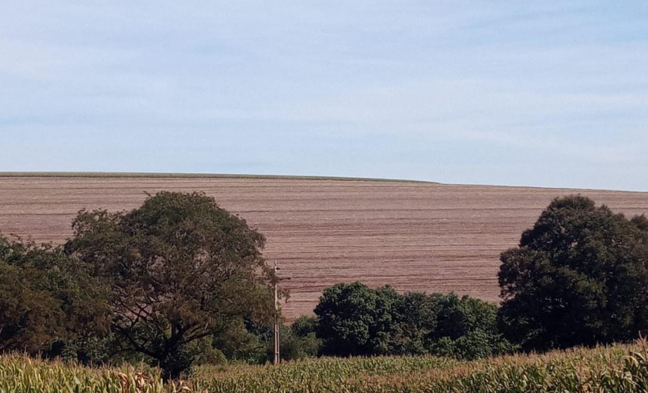 Foto: Camila Roberta Javorski Ueno/Adapar