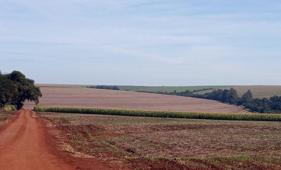 Foto: Camila Roberta Javorski Ueno/Adapar