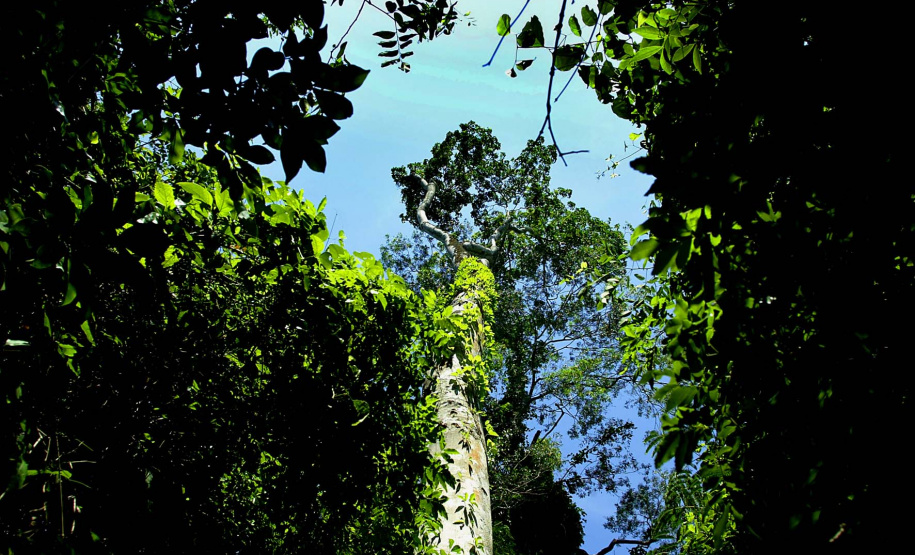 Paraná tem novo mapeamento de cobertura vegetal
Foto:Denis Ferreira Netto/SEDEST
